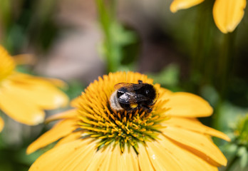 Poster - Flowers of  Echinacea - an herb stimulating the immune system