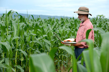 Elderly Farmers Use Digital Tablets In Corn Fields That Are Cultivated, Application Of Modern Technology In Agricultural Cropping Activities Focuses On