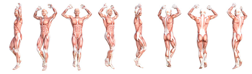 conceptual anatomy healthy skinless human body muscle system set. athletic young adult man posing fo