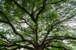 © marchsirawit - Under branches of a giant monkey pod tree in Kanchanaburi, Thailand.