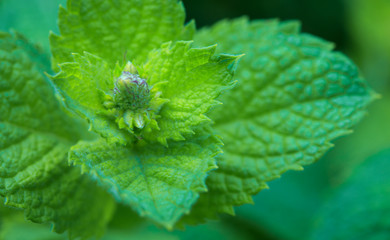 Green peppermint leaves background. Nature green background.