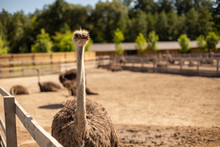 Soft Focus Of An Ostrich At A Farm On A Sunny Day