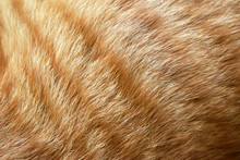 Ginger Cat Fur Texture Background.