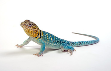 Poster - Common collared lizard, male / Halsbandleguan, Männchen (Crotaphytus collaris) 