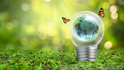 The bulb is located on the inside with leaves forest and the trees are in the light. Concepts of environmental conservation and global warming plant growing inside lamp bulb over dry