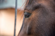 Close - up Of the eyes of a brown horse .