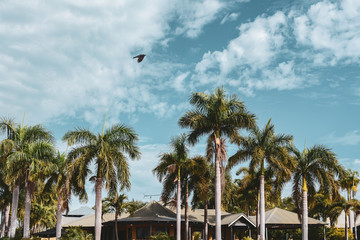 Tropical, warm morning with palm trees and a bird soaring past.