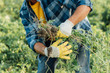 © LIGHTFIELD STUDIOS - cropped view of farmer in plaid shirt and gloves holding weeds while working in field