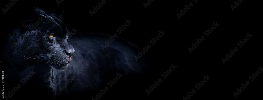 Template of a black panther with a black background - obrazy, fototapety, plakaty 