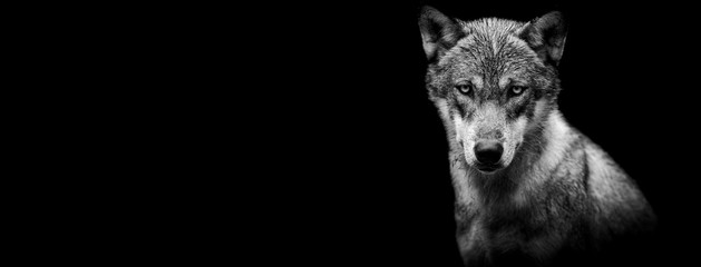 template of a grey wolf with a black background