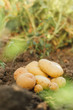 © LIGHTFIELD STUDIOS - selective focus of fresh potatoes on ground in field