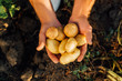 © LIGHTFIELD STUDIOS - top view of farmer holding fresh, organic potatoes in cupped hands