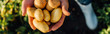 © LIGHTFIELD STUDIOS - partial view of rancher holding fresh, organic potatoes in cupped hands, horizontal concept