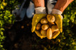 © LIGHTFIELD STUDIOS - top view of rancher holding fresh, organic potatoes in cupped hands, selective focus