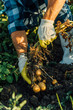 © LIGHTFIELD STUDIOS - cropped view of farmer holding potato plant with tubers while harvesting in field
