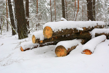 Wall Mural - logs in winter forest