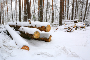 Wall Mural - snowy logs in forest