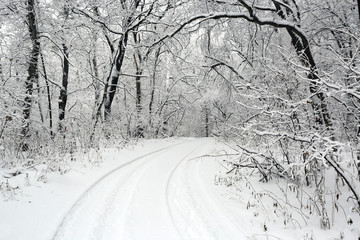 Wall Mural - snowy way in deep forest