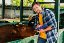 Rancher In Checkered Shirt Looking At Camera While Writing On Clipboard Near Cow