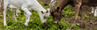 © LIGHTFIELD STUDIOS - horizontal image of goat and cub eating grass while pasturing on farm