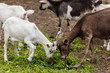 © LIGHTFIELD STUDIOS - Selective focus of brown goat and white cub eating grass on farm