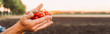 © LIGHTFIELD STUDIOS - cropped view of farmer holding ripe cherry tomatoes in cupped hands, website header
