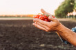 © LIGHTFIELD STUDIOS - partial view of rancher holding ripe, fresh cherry tomatoes in cupped hands