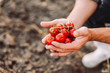 © LIGHTFIELD STUDIOS - cropped view of farmer holding branch of red cherry tomatoes in cupped hands