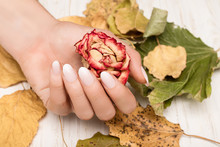 Female Hand With White Nail Design. White Nail Polish Manicured Hands. Woman Hand Hold Red Autumn Rose.