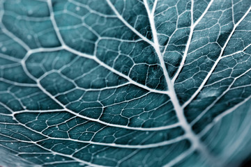 Canvas Print - green leaves background. macro leaf nature texture