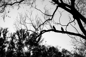 Black crow silhouette on branch of tree without leaves in autumn park