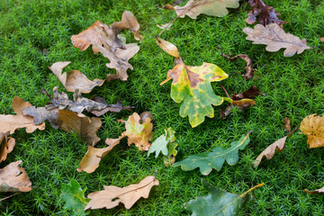 Wall Mural - oak leaves on moss closeup selective focus