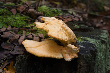 Wall Mural - orange  fungus on tree - laetiporus sulphureus, sulphur shelf