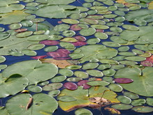 Close Up Shot Of Colorful Lily Pads On Lake Lansing In Haslett, Mi
