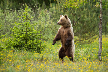 Wall Mural - magnificent brown bear, ursus arctos, standing erect on rear legs in forest in summer. strong mammal