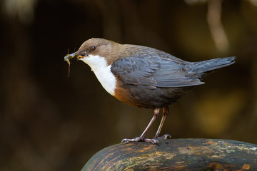 Wall Mural - White-throated dipper, cinclus cinclus, standing on stone in wet nature. Small bird with dark fur holding insect in beak on rock. Little animal catching feed on riverbank.