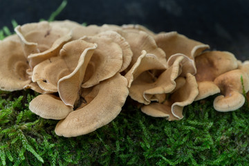 Wall Mural - beige heterotroph fungi on tree stump macro