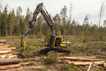 An industrial harvester collects logs from a felling in a pine forest