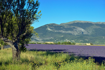 Wall Mural - Lavender field with a tree and montain on the famous Valensole plateau, a commune in the Alpes-de-Haute-Provence department in southeastern France