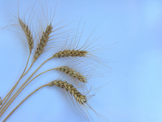 spikelets of wheat on a white background