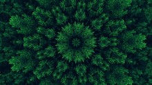 Kaleidoscope Background. Hypnotic Motion. Green Symmetrical Fractal Design Looped Animation On Black. Dynamic Ethnic Abstract Texture. Forest Trees Ornament.