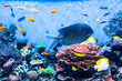 Colorful fishes in aquarium