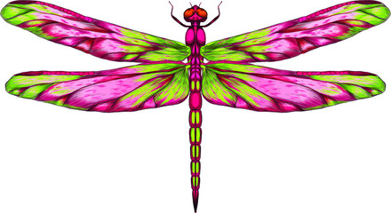 pink and green dragonfly with delicate wings vector illustration 