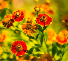 Wall Mural - beautiful end of summer cultivated yellow garden flowers over natural floral patterns background