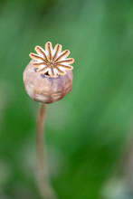 Stylish Poppy Seed Head Macro Photography 