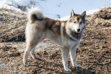  Portrait of a stray wolf-like dog