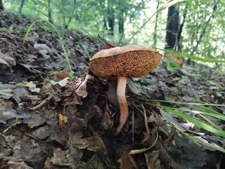 Canvas Print - single mushroom with cap on autumn dry leaves ground