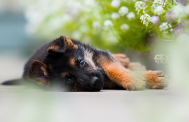 Wall Mural - shepherd puppy lying and looking