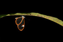 Glasswing Butterfly On Leaf In Night Black Background