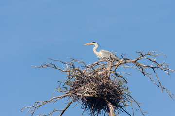 The grey heron (Ardea cinerea) on its messy nest